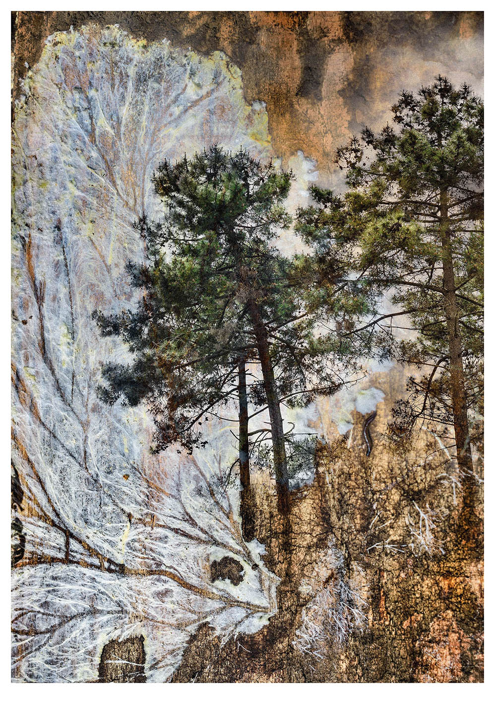 Photographed white wood fungus with overlaid pine trees make this composite photograph form a new mystical forest landscape
